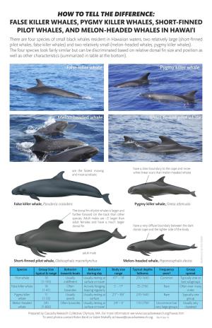 How to Tell the Difference: False Killer Whales, Pygmy