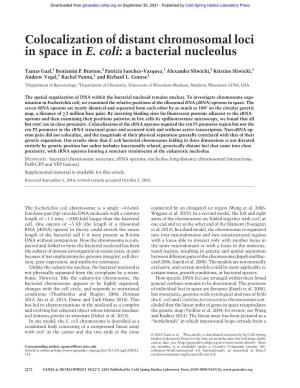 Colocalization of Distant Chromosomal Loci in Space in E. Coli: a Bacterial Nucleolus