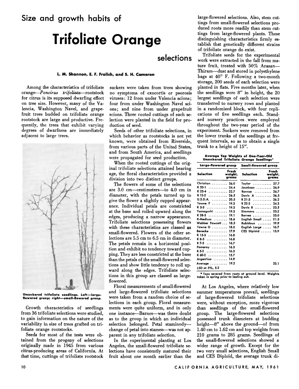 Size and Growth Habits of Trifoliate Orange Selections