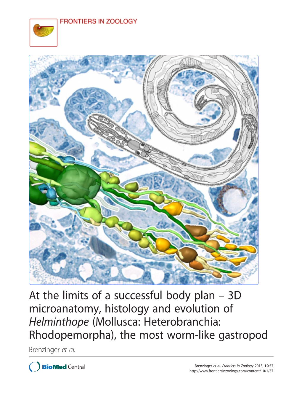 View of Morphological and Molecular Evidence Is Consistent with an Origin of Rhodopemorpha Slugs Among Shelled ‘Lower Heterobranchia’