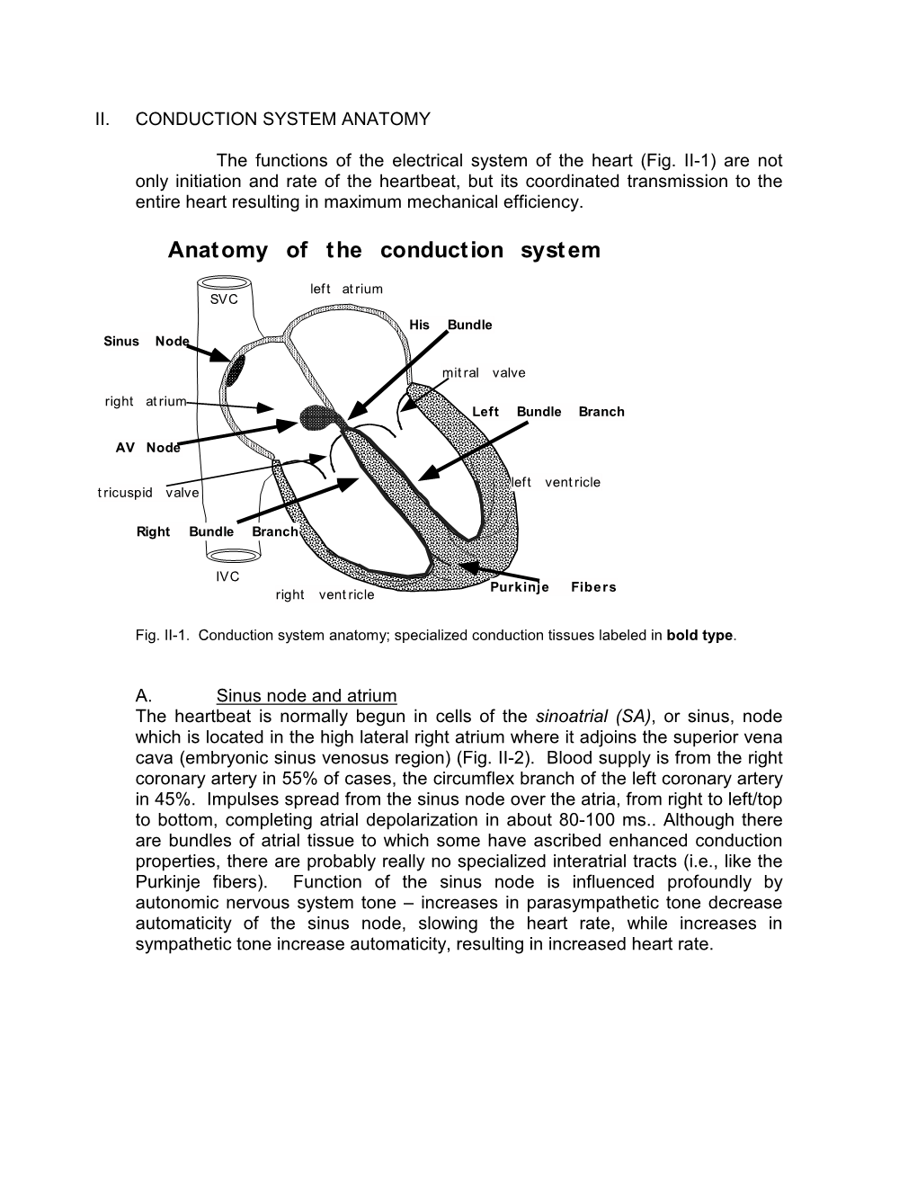 Anatomy of the Conduction System