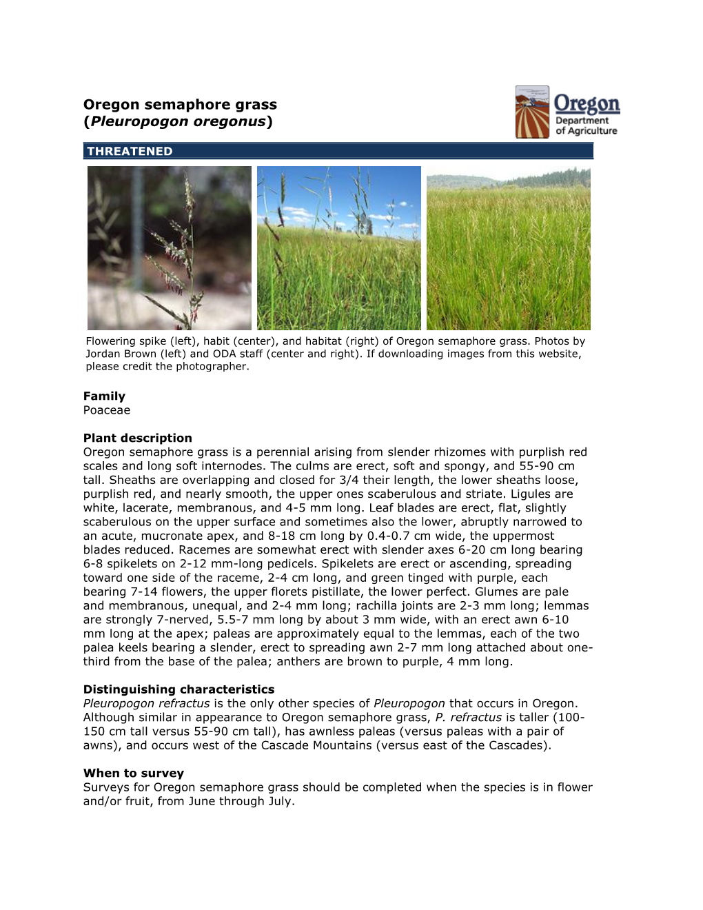 Oregon Semaphore Grass (Pleuropogon Oregonus)