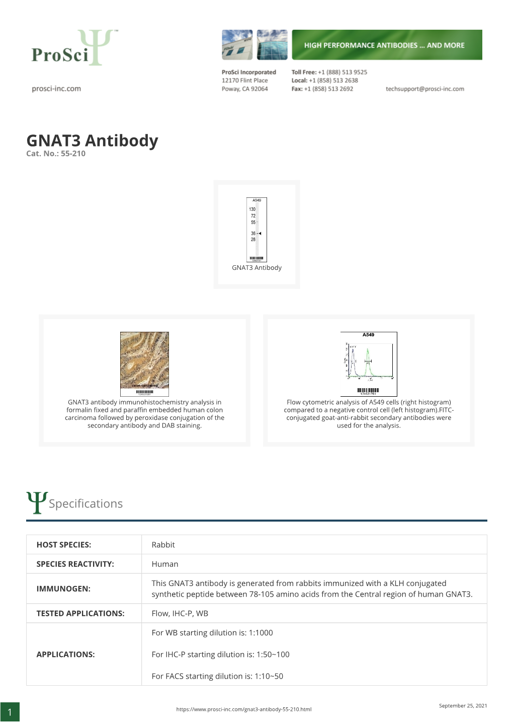 GNAT3 Antibody Cat