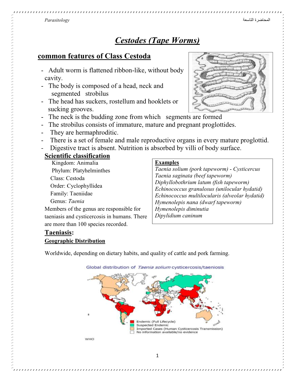 Cestodes (Tape Worms) Common Features of Class Cestoda