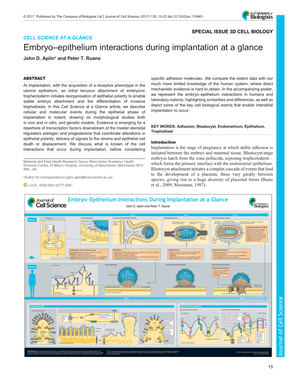 Embryo–Epithelium Interactions During Implantation at a Glance John D