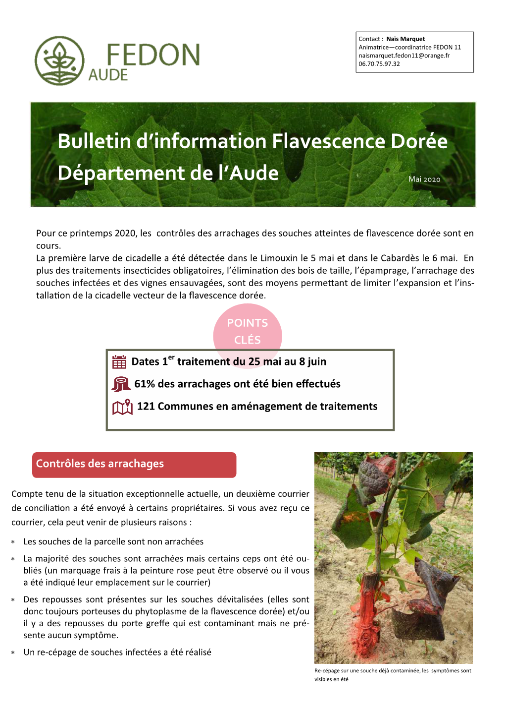 Bulletin D'information Flavescence Dorée Département De L'aude