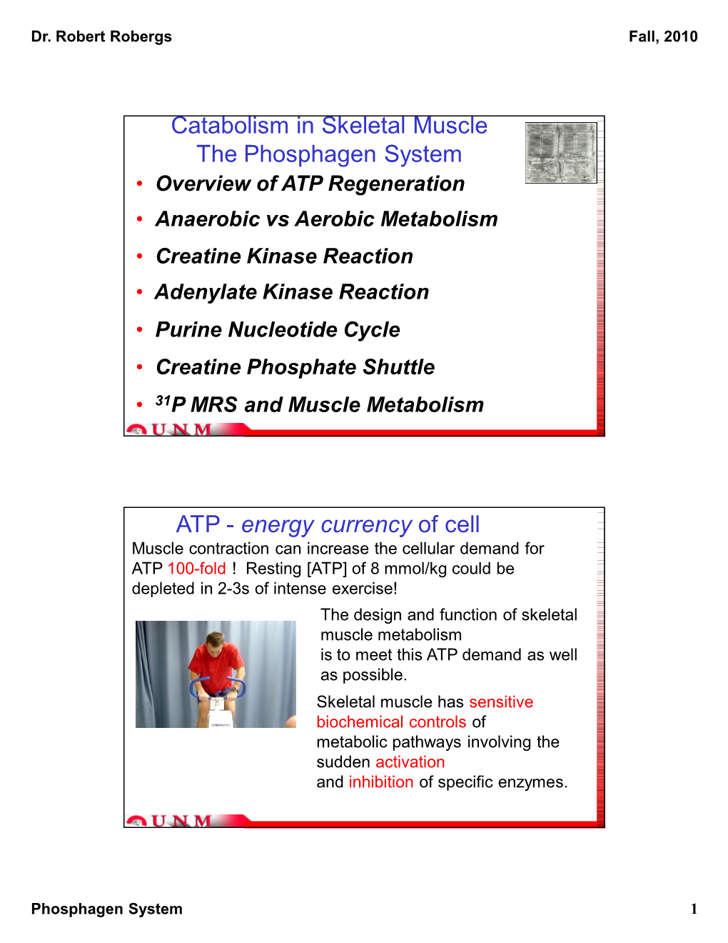 Catabolism in Skeletal Muscle the Phosphagen System