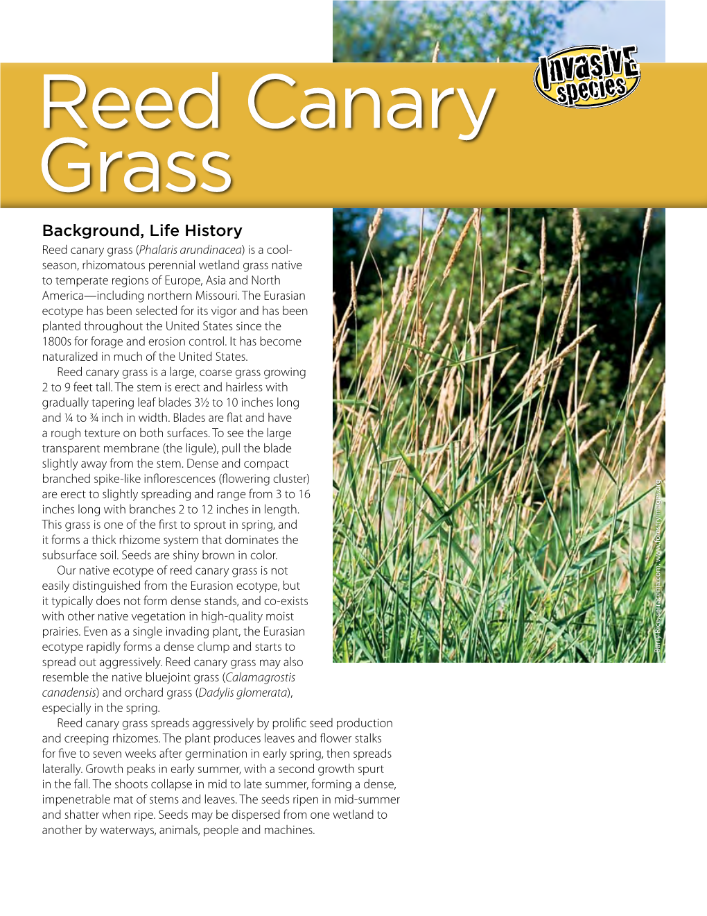 Reed Canary Grass