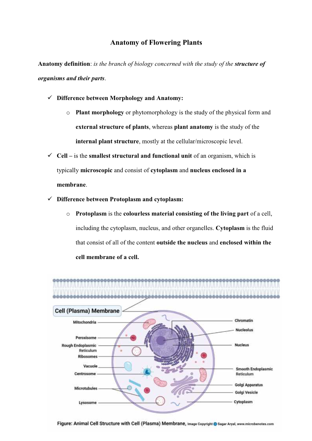 Anatomy of Flowering Plants