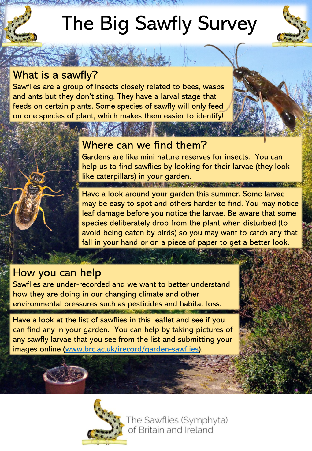 The Big Sawfly Survey