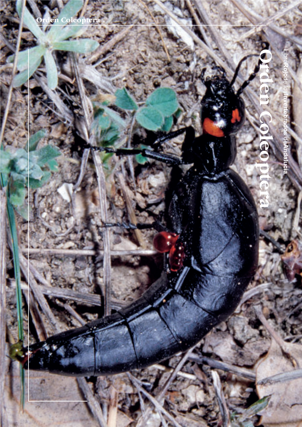 Libro Rojo De Los Invertebrados De Andalucía Separata Coleoptera.Fh11 4/4/08 13:29 P Gina 2