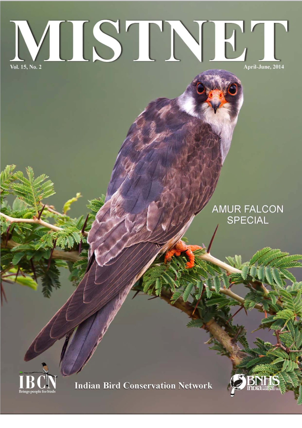 Amur Falcon Conservation in Nagaland ZUTHUNGLO PATTON