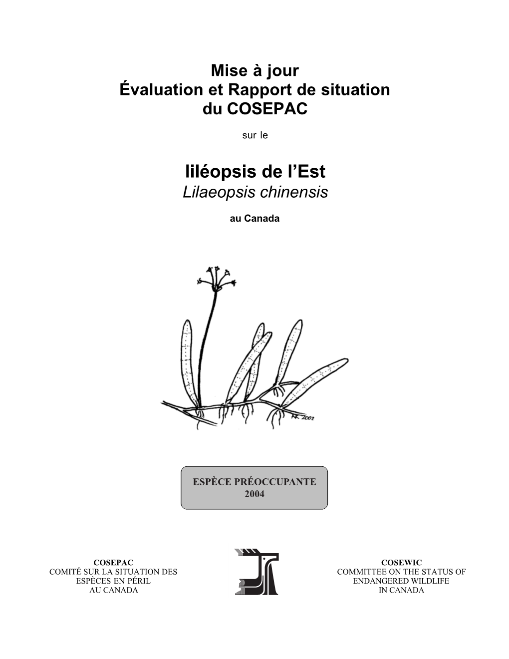 Liléopsis De L'est(Lilaeopsis Chinensis)