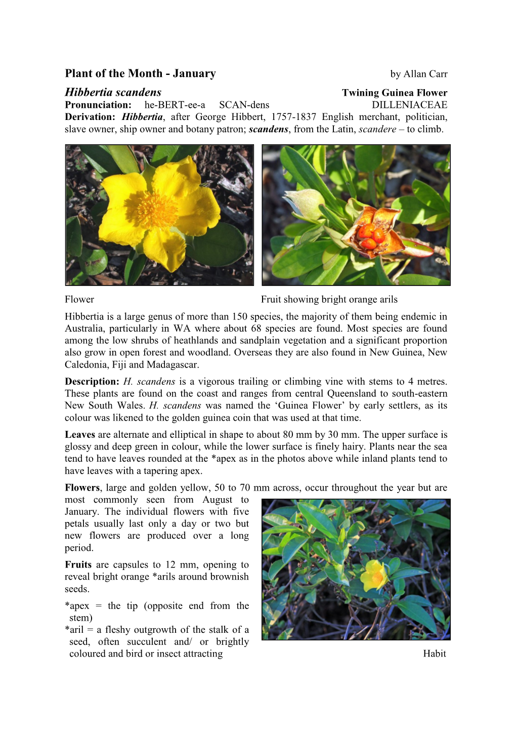 Hibbertia Scandens