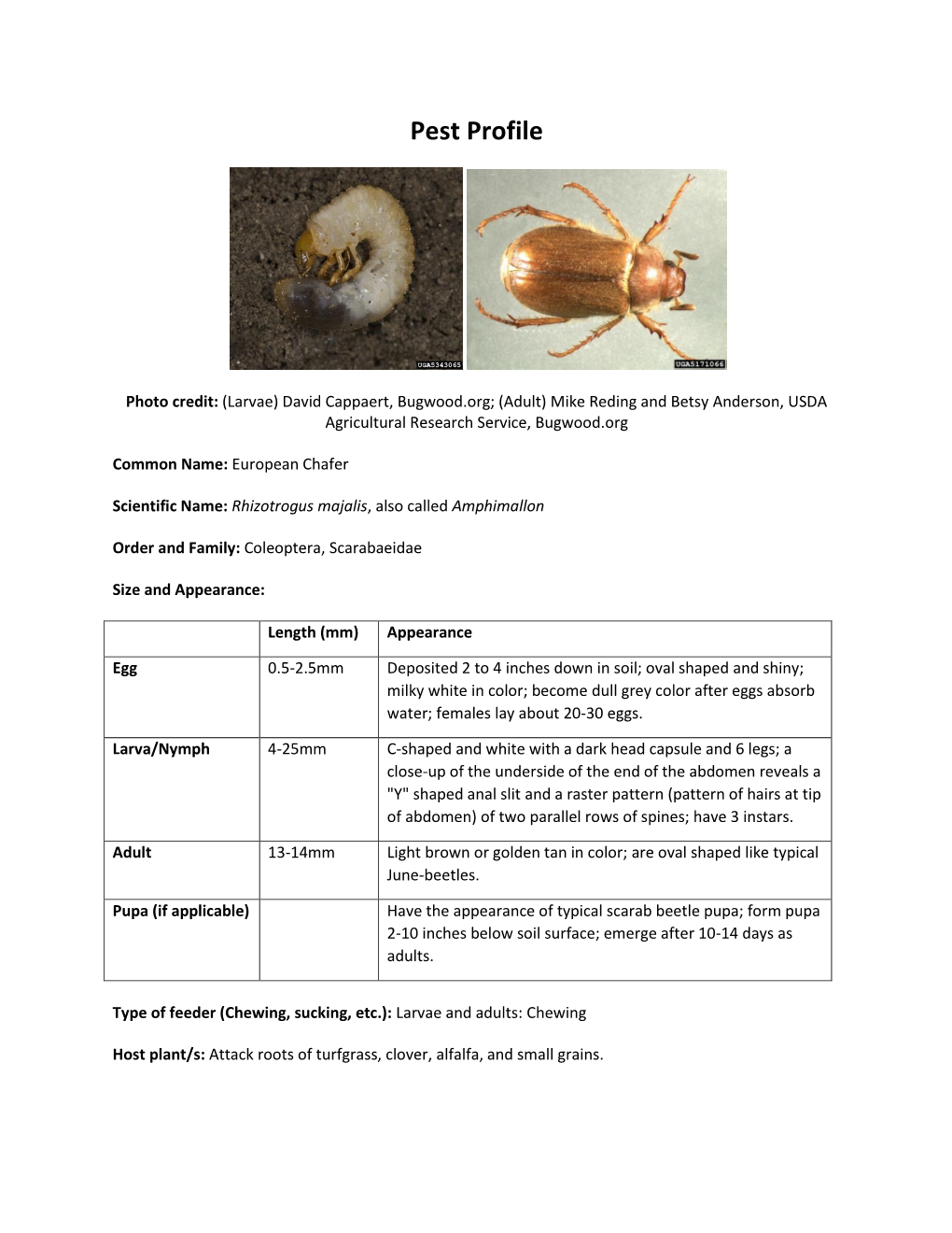 European Chafer