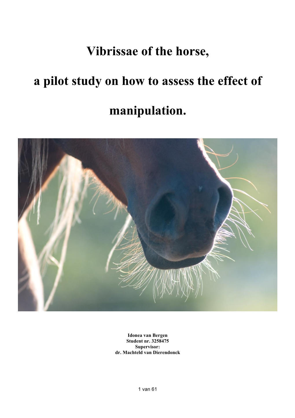 Vibrissae of the Horse, a Pilot Study on How to Assess the Effect Of