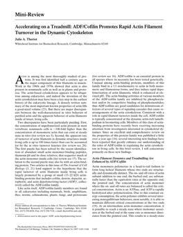 Accelerating on a Treadmill: ADF/Cofilin Promotes Rapid Actin Filament Turnover in the Dynamic Cytoskeleton Julie A