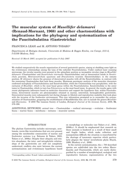 The Muscular System of Musellifer Delamarei (Renaud-Mornant, 1968)