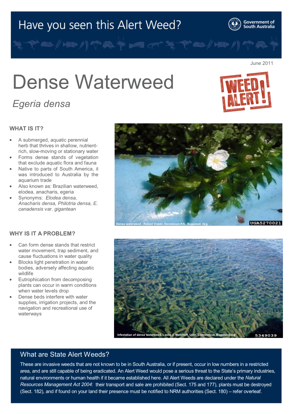 Dense Waterweed