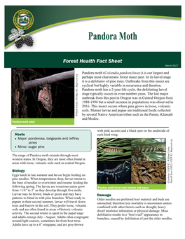 Pandora Moth (Coloradia Pandora Linseyi) Is Our Largest and Perhaps Most Charismatic Forest Insect Pest