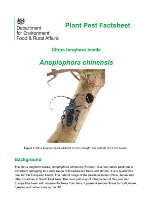 Anoplophora Chinensis