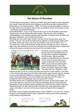 The History of Brumbies