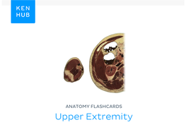 Anatomy Flashcards: Upper Extremity