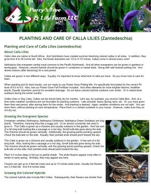 PLANTING and CARE of CALLA LILIES (Zantedeschia)