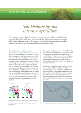 Soil Biodiversity and Intensive Agriculture