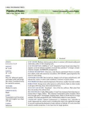 Populus Deltoides Eastern Cottonwood, Eastern Poplar (Pop�-U-Luss- Dell-Toy�-Deez)