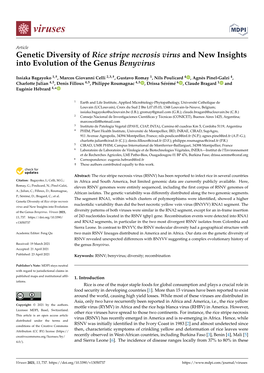 Genetic Diversity of Rice Stripe Necrosis Virus and New Insights Into Evolution of the Genus Benyvirus
