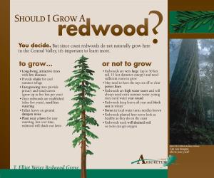 Redwood Trees Grow? Trees Live?
