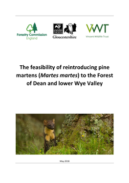 The Feasibility of Reintroducing Pine Martens to the Forest of Dean And