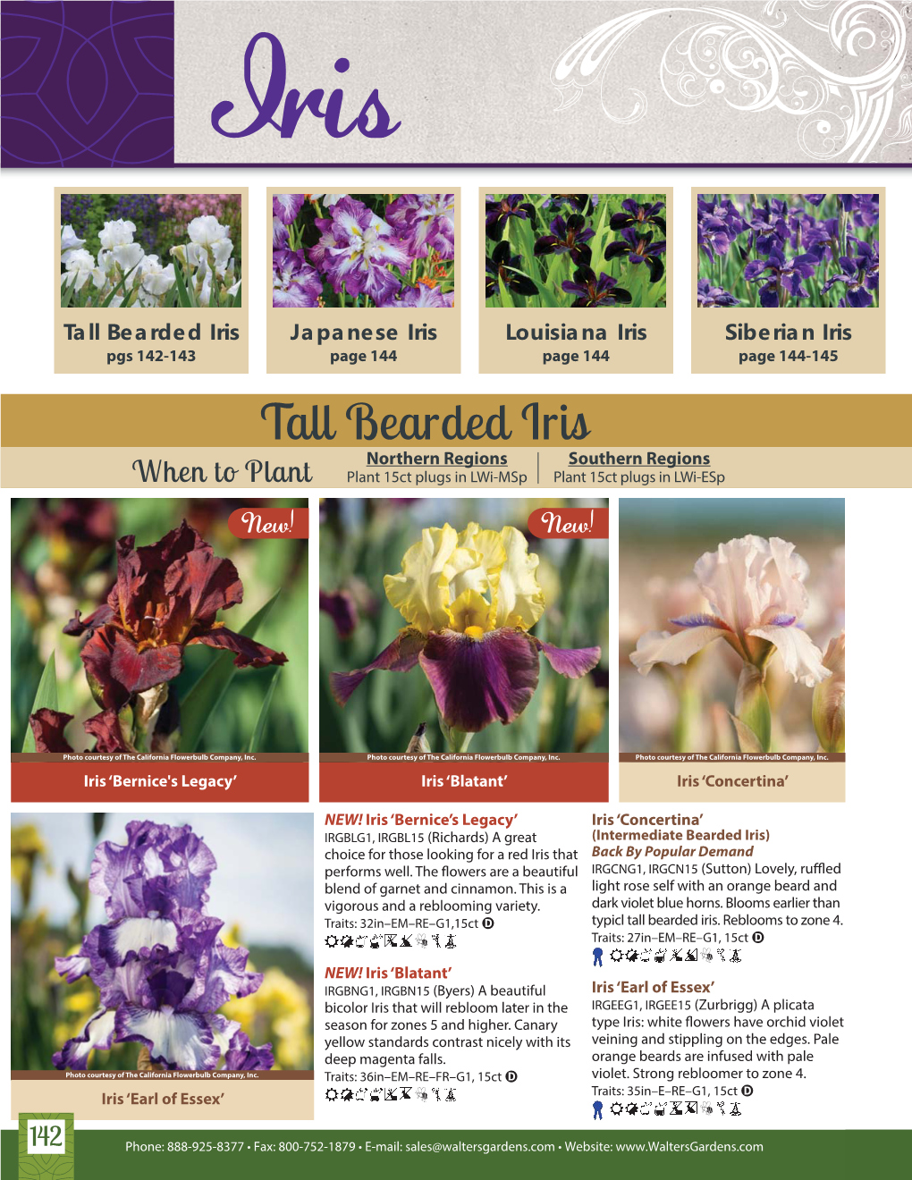 Tall Bearded Iris