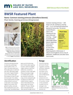 BWSR Featured Plant: Common Evening Primrose
