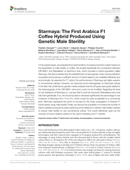 Starmaya: the First Arabica F1 Coffee Hybrid Produced Using Genetic Male Sterility