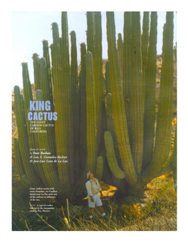 King-Cactus.Pdf