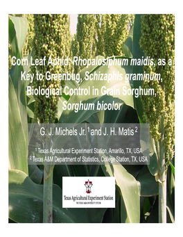 Rhopalosiphum Maidis, As a Key to Greenbug , Schizaphis Graminum, Biological Control in Grain Sorghum, Sorghum Bicolor