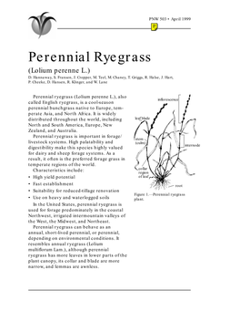 Perennial Ryegrass (Lolium Perenne L.) D
