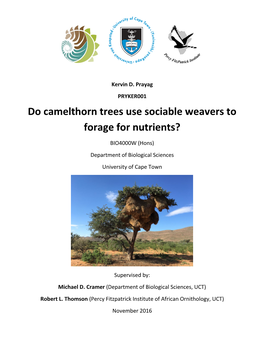 Do Camelthorn Trees Use Sociable Weavers to Forage for Nutrients?