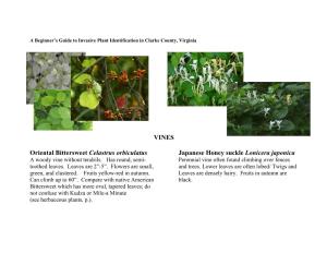 A Beginner's Guide to Invasive Plant Identification in Clarke County, Virginia
