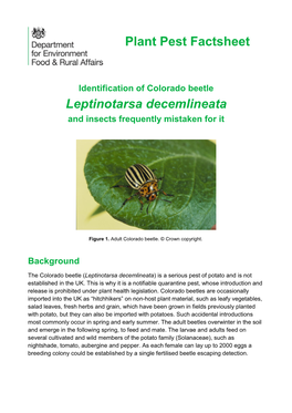 Colorado Beetle Leptinotarsa Decemlineata and Insects Frequently Mistaken for It