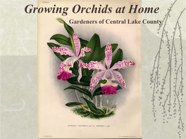 Growing Orchids at Home