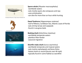 Shortfin Mako Shark (Isurus Oxyrinchus) -Worldwide Temperate