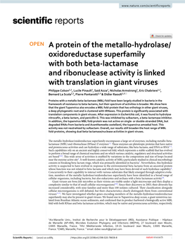 A Protein of the Metallo-Hydrolase/Oxidoreductase Superfamily with Both Beta-Lactamase and Ribonuclease Activity Is Linked With