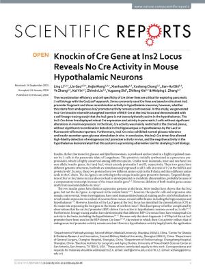 Knockin of Cre Gene at Ins2 Locus Reveals No Cre Activity in Mouse