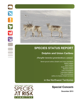Status Report and Assessment of Dolphin And