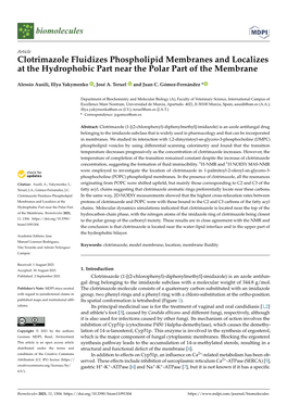 Clotrimazole Fluidizes Phospholipid Membranes and Localizes at the Hydrophobic Part Near the Polar Part of the Membrane