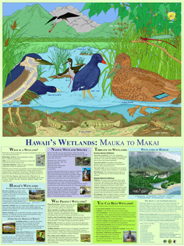 Hawaii's Wetlands: Mauka to Makai