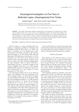 Karyological Investigation on Five Taxa of Bellevalia Lapeyr